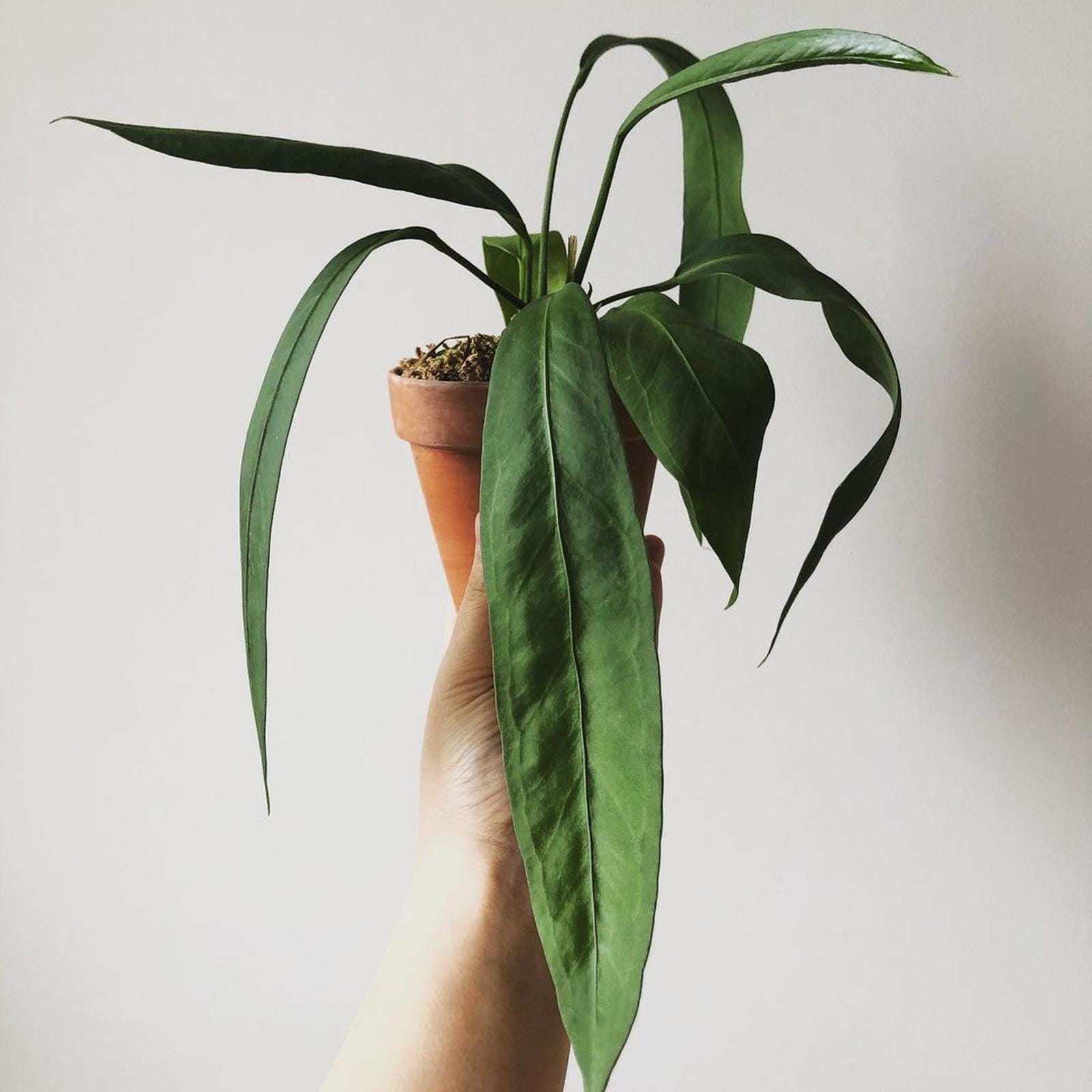 Rare anthurium - Etsy 日本