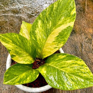 Jenmanii - Etsy 日本