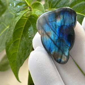 Peut inclure: Une pierre précieuse de labradorite polie de forme unique, affichant des reflets bleus, turquoise et dorés. La pierre est tenue dans une main gantée de blanc, avec des feuilles vertes en arrière-plan.
