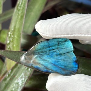 Peut inclure: Une pierre précieuse de labradorite polie, aux reflets bleus et turquoise, est tenue par une main gantée. La surface de la pierre reflète la lumière, révélant un jeu de couleurs. Le fond présente des feuilles de plantes vertes et violettes.