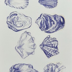 May include: A white card featuring eight detailed pen and ink drawings of seashells in various shapes and sizes. The illustrations are rendered in a deep blue hue, showcasing intricate textures and forms, perfect for coastal decor or art projects.
