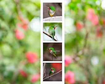 Puerto Rican Tody Photo Strip Bookmark | Saint Peter | Endemic Bird of Puerto Rico | Original Nature Photography | Collectible