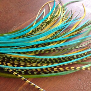 May include: A bunch of long, colorful feathers with green, yellow, and blue tips. The feathers have black stripes and are arranged in a fan shape.