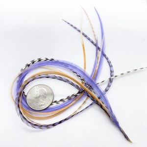 May include: A bunch of purple, white, and tan feathers with black markings. The feathers are arranged in a circle around a US quarter.