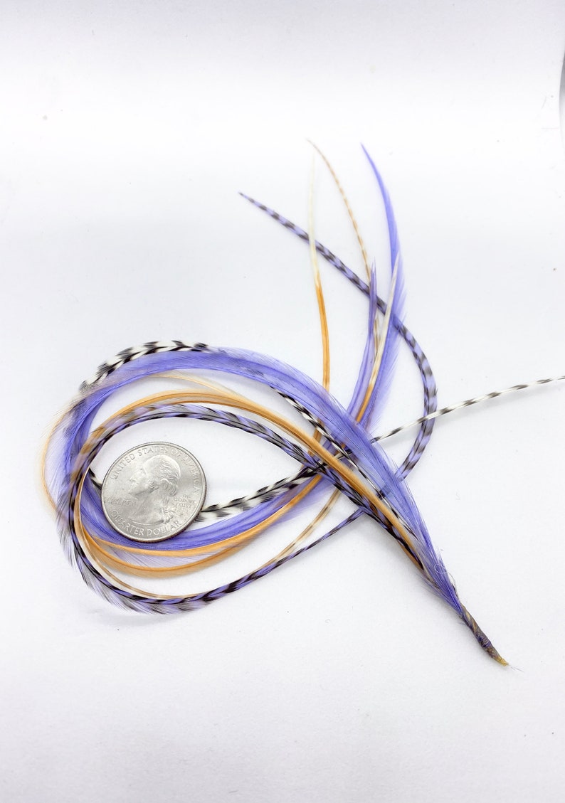 May include: A bunch of purple, white, and tan feathers with black markings. The feathers are arranged in a circle around a US quarter.