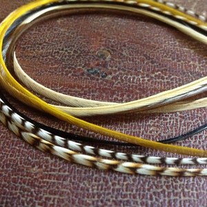 May include: Close-up of several decorative feathers in various colors. The feathers include yellow, black, and brown with white and black patterned accents. The feathers are arranged in a curved pattern against a textured brown surface.