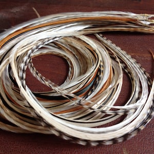 May include: A collection of natural feathers in various shades of brown, tan, black, and white. The feathers are arranged in a circular pattern, with some extending outwards. The image showcases the natural textures and colors of the feathers.