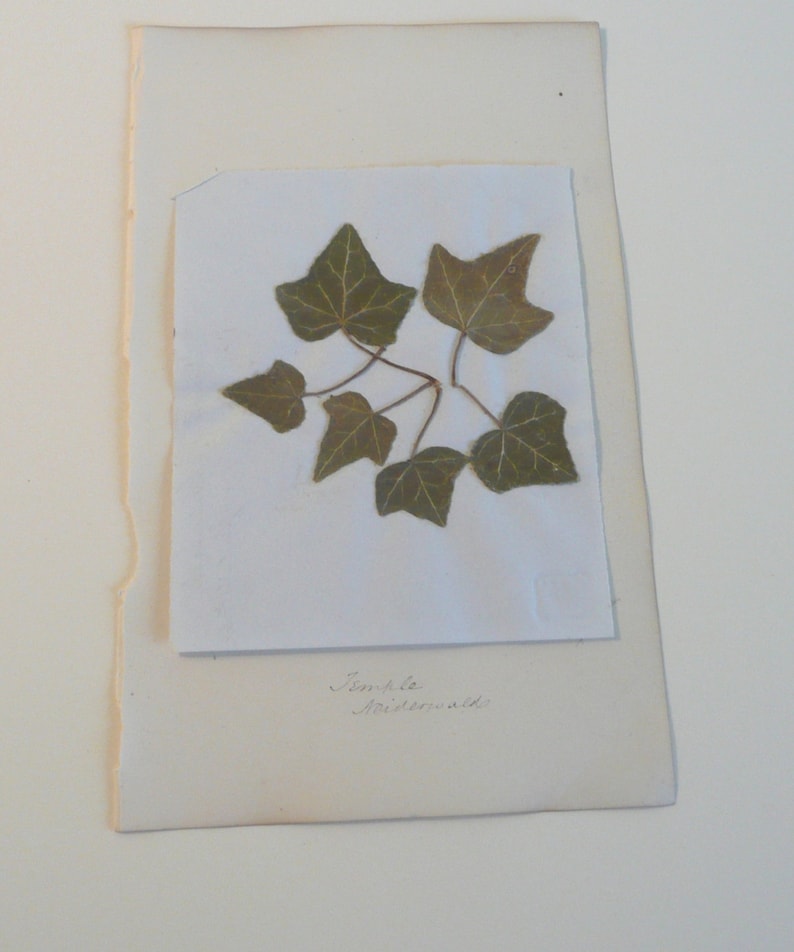 Antique Pressed Botanical Specimens Herbaria 19th Century Etsy
