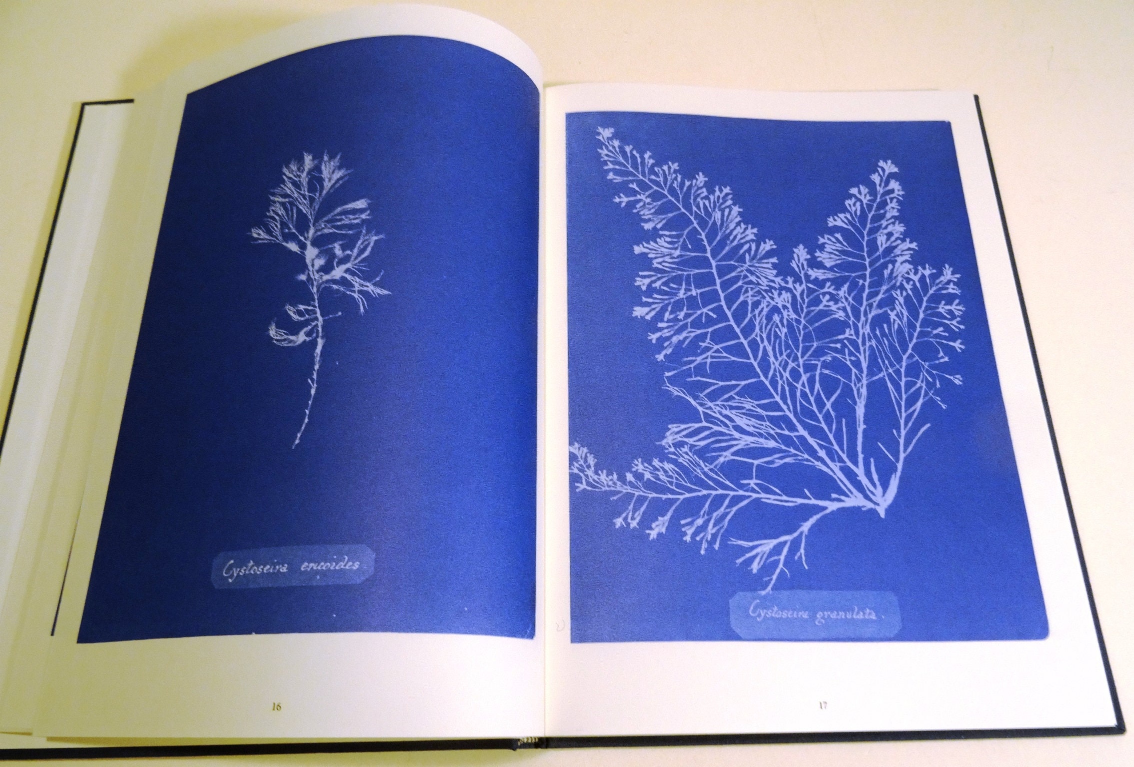 Sun Gardens Book Victorian Photograms by Anna Atkins Text Schaaf