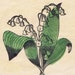 Proprietário de <a href='https://www.etsy.com/pt/shop/chemindesmuguets?ref=l2-about-shopname&from_page=listing' class='wt-text-link'>chemindesmuguets</a>