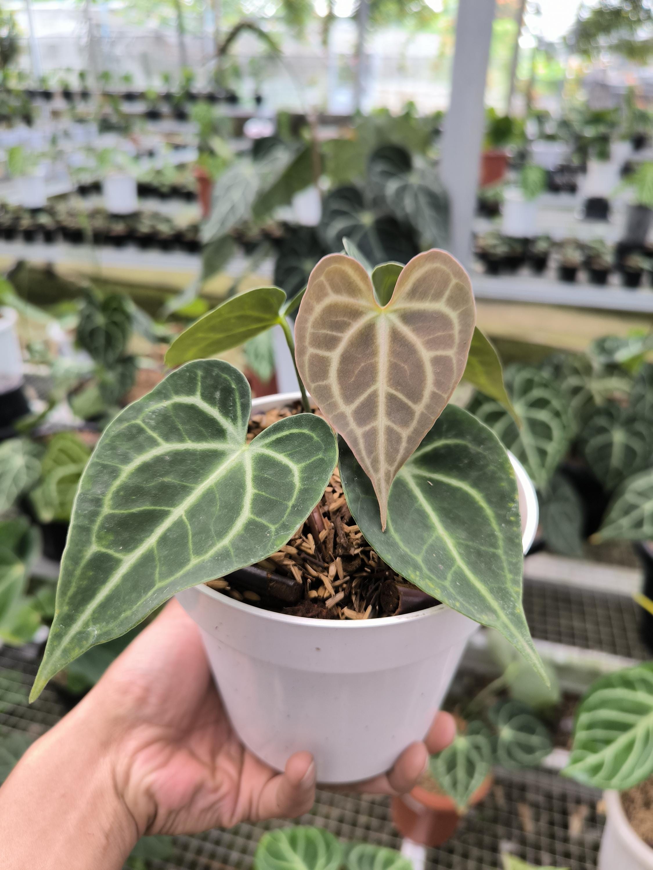 178 crystallinum Silver クリスタリナムシルバー 🌱 Anthurium