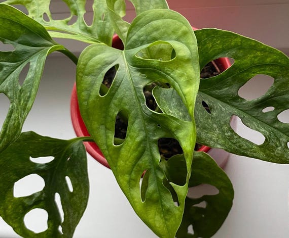 monstera albo borsigiana kaufen Monstera Borsigiana Albo, 6" Plant-Pick Your Plant  The Plant Farm