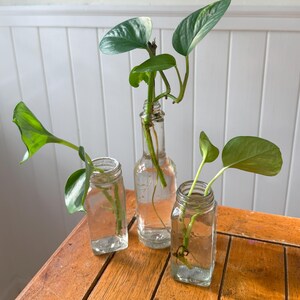 Puede incluir: Tres recipientes de vidrio que contienen esquejes de plantas con hojas verdes y blancas. Los recipientes son una botella reutilizada y dos frascos pequeños, todos llenos de agua. Las plantas están sobre una mesa de madera.
