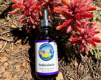 Pedicularis tincture - Pedicularis densiflora