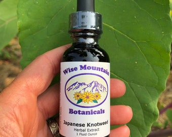 Japanese knotweed tincture