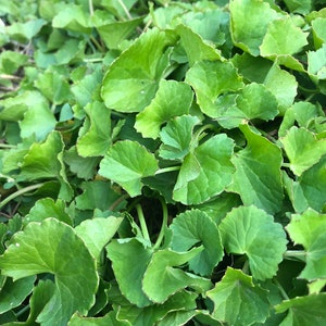 May include: A close-up of a patch of green centella asiatica leaves.