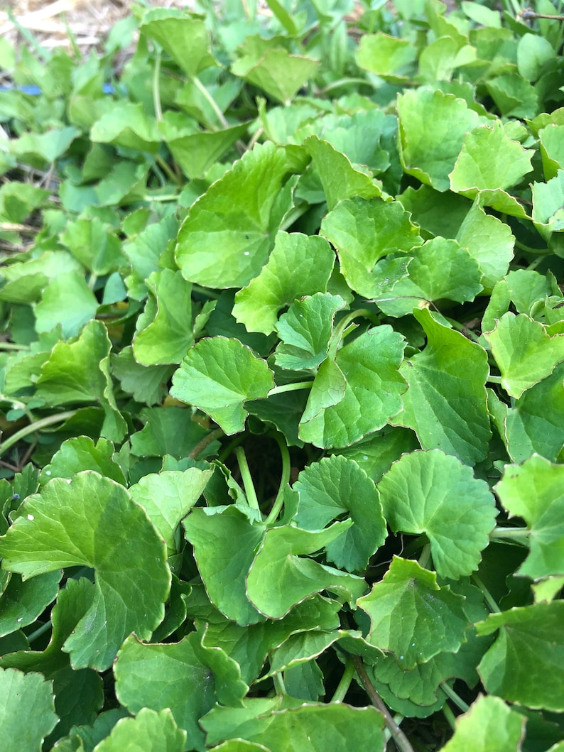 May include: A close-up of a patch of green centella asiatica leaves.