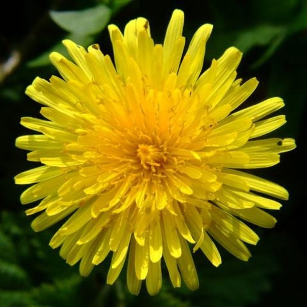 Dandelion Tincture