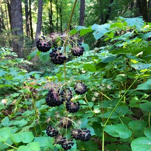 K&ouml;nnte beinhalten: Nahaufnahme einer Traube dunkelvioletter Beeren, die an einer Rebe in einem &uuml;ppigen gr&uuml;nen Wald wachsen.