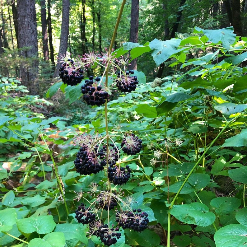 K&ouml;nnte beinhalten: Nahaufnahme einer Traube dunkelvioletter Beeren, die an einer Rebe in einem &uuml;ppigen gr&uuml;nen Wald wachsen.