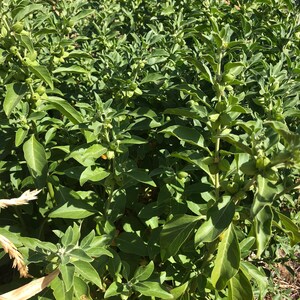 May include: A close-up view of a field of green plants with small, round, green fruits growing on the stems. The plants are densely packed together, creating a lush and vibrant scene.
