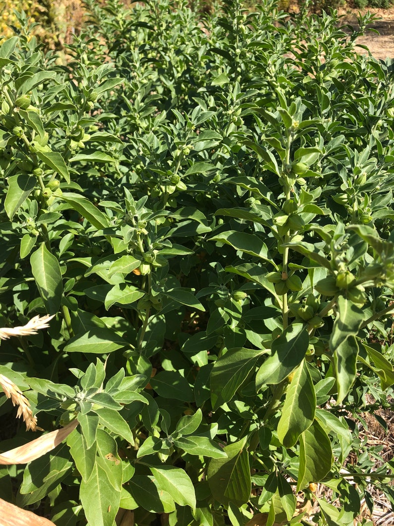 May include: A close-up view of a field of green plants with small, round, green fruits growing on the stems. The plants are densely packed together, creating a lush and vibrant scene.