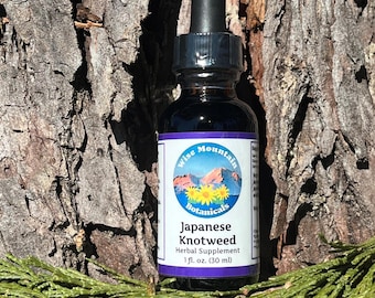 Japanese knotweed tincture (Polygonum cuspidatum)