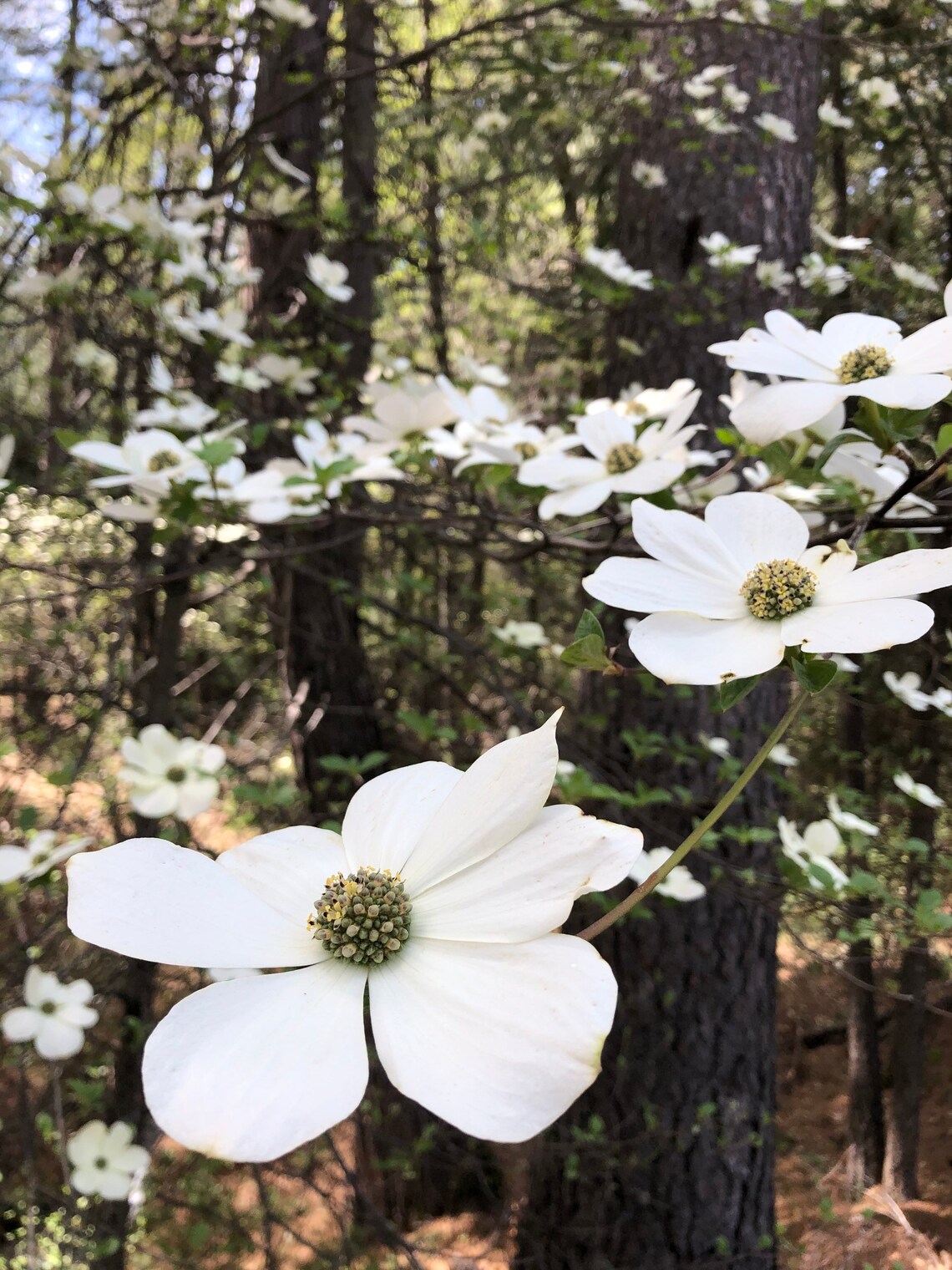 Made to Order Dogwood Flower Beaded Fringe Earrings Etsy