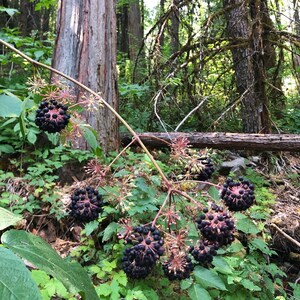 May include: A close-up of a cluster of dark purple berries growing on a vine in a forest setting. The berries are clustered together in groups of 5-10, and the vine is surrounded by green leaves.
