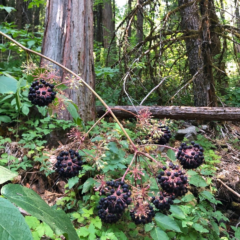 May include: A close-up of a cluster of dark purple berries growing on a vine in a forest setting. The berries are clustered together in groups of 5-10, and the vine is surrounded by green leaves.