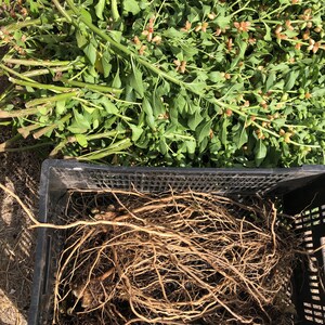 May include: A black plastic crate filled with a large amount of brown roots. The roots are tangled and spread out in the crate. The crate is sitting on a bed of brown dirt and green plants.