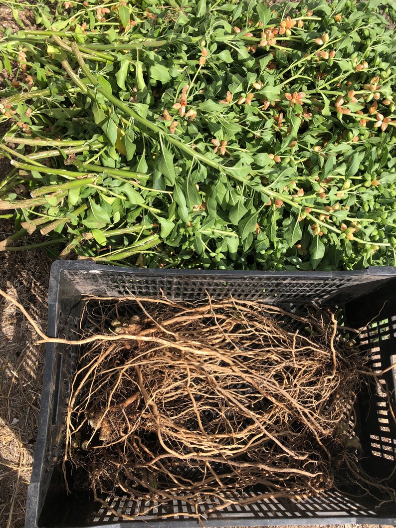May include: A black plastic crate filled with a large amount of brown roots. The roots are tangled and spread out in the crate. The crate is sitting on a bed of brown dirt and green plants.