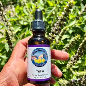Tulsi Tincture (Ocimum africanum)- Fresh plant extract *Grown on our micro farm in Mount Shasta, California*
