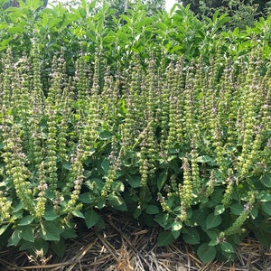 May include: A close-up view of a field of green plants with purple flowers. The plants are growing in rows and are all about the same height. The flowers are in bloom and are a vibrant purple color.