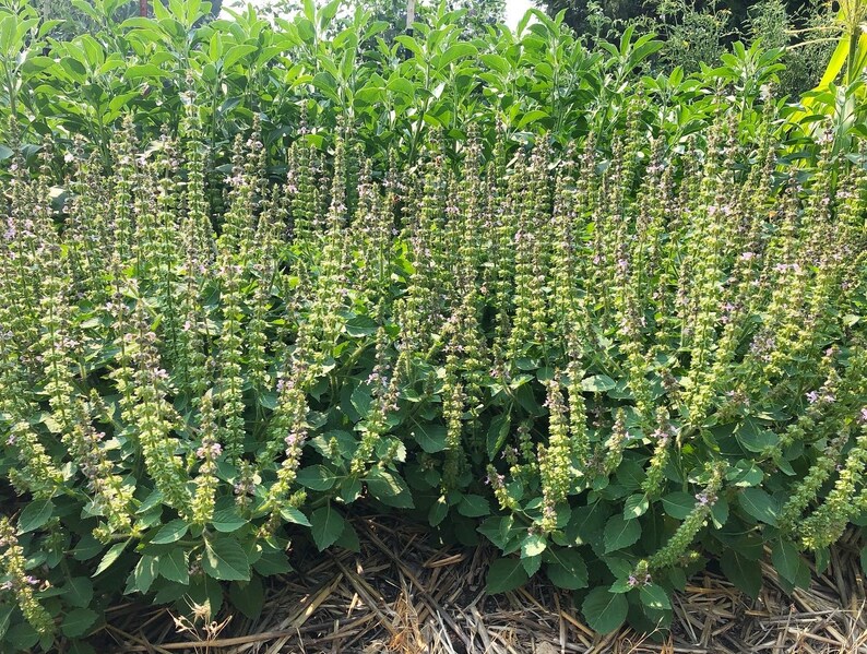 May include: A close-up view of a field of green plants with purple flowers. The plants are growing in rows and are all about the same height. The flowers are in bloom and are a vibrant purple color.