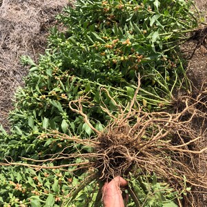 May include: A large bundle of green leafy plants with brown roots. The roots are spread out and visible. The plants have small, light brown fruits.