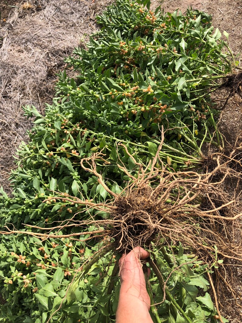 May include: A large bundle of green leafy plants with brown roots. The roots are spread out and visible. The plants have small, light brown fruits.