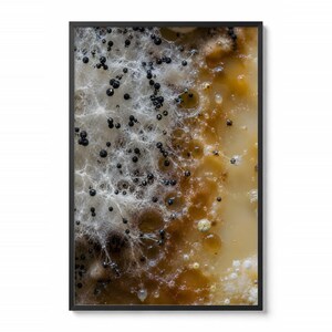 Puede incluir: Una fotografía macro enmarcada que muestra una superficie texturizada con crecimiento orgánico. La composición presenta una mezcla de estructuras blancas, fibrosas y similares a telarañas, grupos de pequeños puntos negros esféricos y manchas líquidas de color ámbar.
