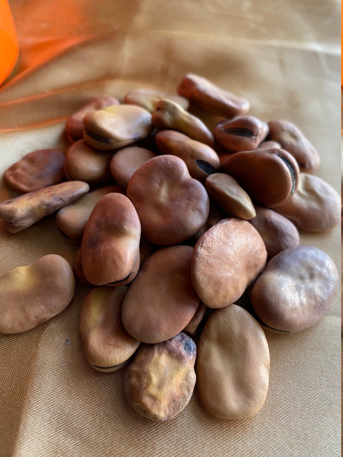 Mojo Wishing Beans set of 7 in one bag Etsy