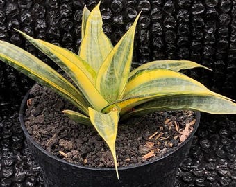 Sansevieria Johannesburg Variegated Rare.snake Plant - Etsy