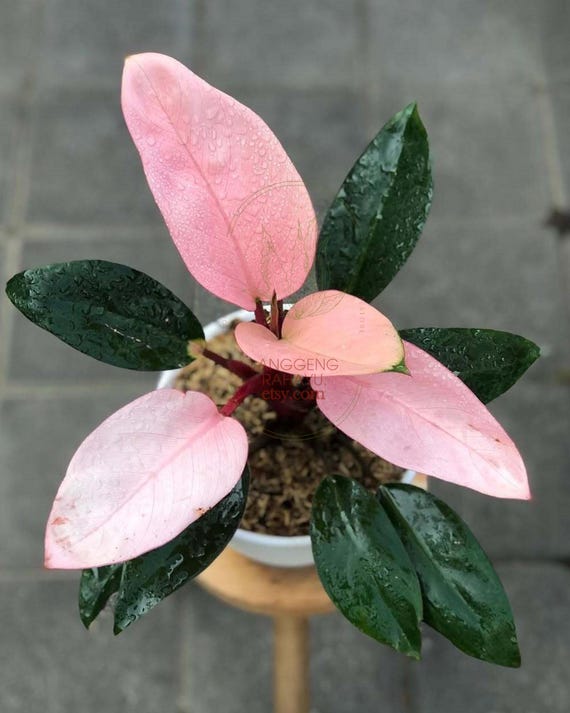 Philodendron Pink Congo - Etsy Israel