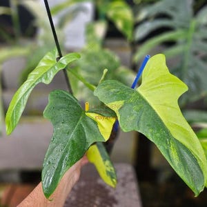 フィロデンドロン　ヴァイオリン　斑入り フィロデンドロン バイオリン ヴァリエゲイテッド: 写真、育て方、家庭