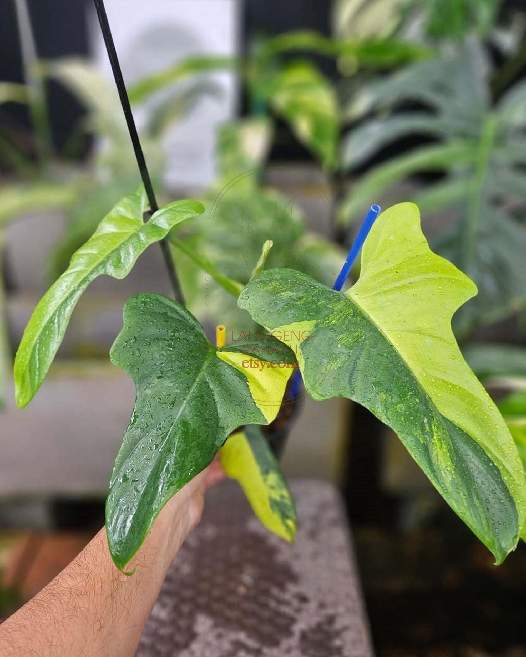 Philodendron bipennifolium variegated - Etsy 日本