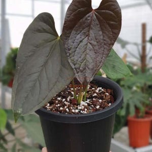 Anthurium moodeanum - Etsy 日本