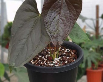 Anthurium Moodeanum Blackstart