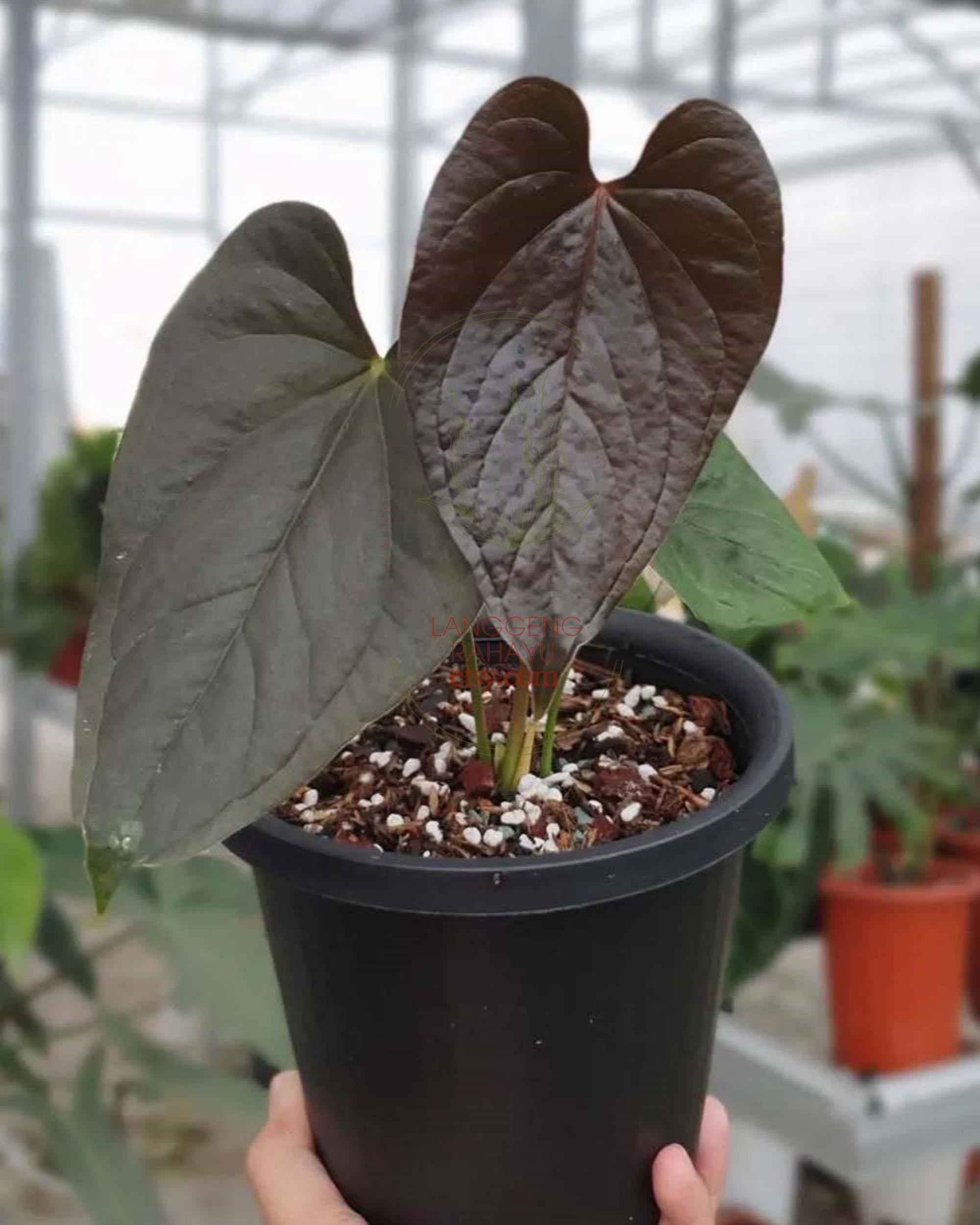 Anthurium moodeanum - Etsy 日本