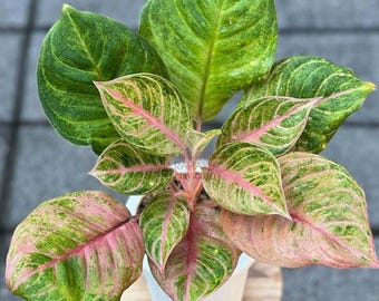 Aglaonema susan