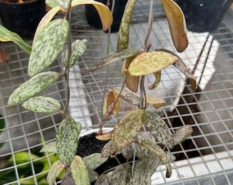 Hoya sigilatis borneo