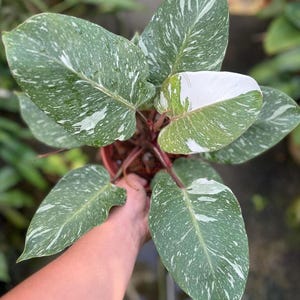 May include: A close-up of a houseplant with large, variegated leaves. The leaves are primarily green with white speckling and patches. The plant is in a brown pot, and the stems are reddish-brown. The plant is held by a person.