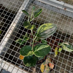 Peut inclure: Une plante en pot avec de grandes feuilles ovales. Les feuilles présentent un mélange de panachure vert foncé et jaune-vert. La plante est dans un pot noir, posée sur une grille métallique.